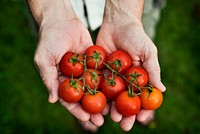 Hands holding tomatoes organic produce from farm