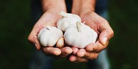 Hands holding clove organic garlic produce form farm