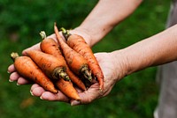 Hands holding carrot organic produce from farm