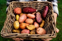 Fresh potatoes root vegetable