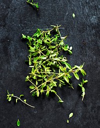 Fresh green herb on a black plate