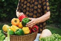 Variety Bell pepper in a bucket