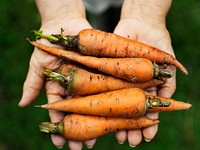 Hands holding carrot organic produce from farm
