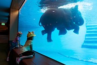 Kids enjoying watching elephant swim in the water tank