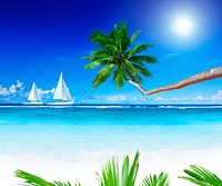 Sailboats on beach and palm tree.