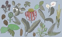 Illustration of different leaf and plant species