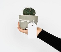 Love Design Sign Symbol Gift Plant Cactus