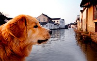 Golden Retriever in Suzhou, China.