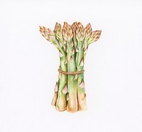 Hand drawn asparagus illustration