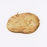 Hand drawn potato illustration