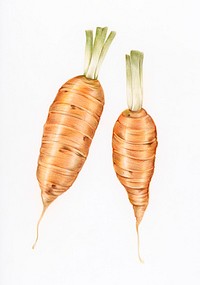 Hand drawn carrot illustration