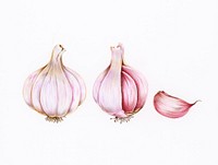 Hand drawn garlic illustration