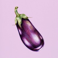 Hand drawn eggplant illustration