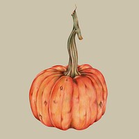 Hand drawn pumpkin illustration