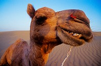 Happy camel in the desert, Rajasthan