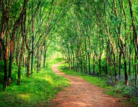 Enchanting forest lane in a rubber tree plantation, Kerela, India. 