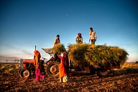 Family harvesting crops, near Jaipur, India