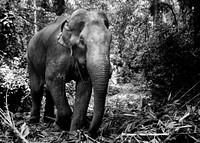 Elephant working in the forest, Kerala, India. 