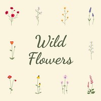 Illustrated wild flowers