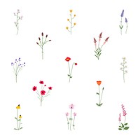 Cute wildflower illustration psd set