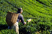 Tea picker harvesting tea leaves