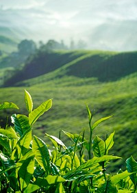 Fresh tea leaves at a plantation in Malaysia