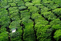 Tea pickers harvesting tea leaves