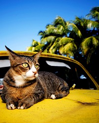 Cat relaxing on an old classic car on a tropical island