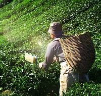 Picker Harvesting Tea Leaves Nature Green Organic Concept