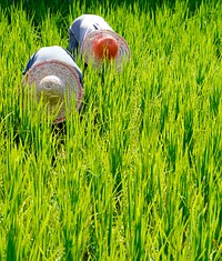 Rice farmers in Malaysia.