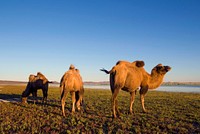 Three camels eating grass in a scenic nature.