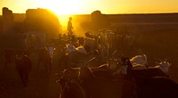 Bringing the goats in for milking as the sun goes down. Gobi, Kazakh Mongolia. 