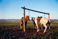 Two horses tied to a post in Mongolia