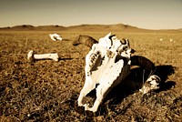 Animal bones preserved in a open field of desert.