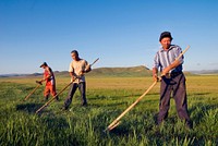 Three Mongolian farmers working in the field