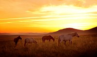 Horse on the meadow with sunset.