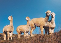 Herd Lamas Wilderness Alpaca Animal Livestock Rural Concept