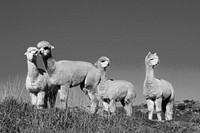 Herd of lamas in the wilderness.