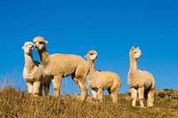 Herd of lamas in the wilderness.