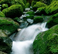 Peaceful nature stream, New Zealand.