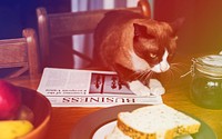 Breakfast Bread Newspaper Cat On The Table