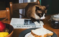 Eatery Breakfast Morning Meal Cat