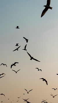 Animal mobile wallpaper background, flying seagulls in the sky