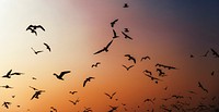Birds flying around the sky at sunset