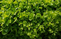 Close up of vegetable plant leaves