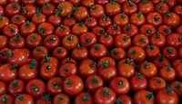 A bunch of fresh tomato produce