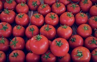 Fresh Tomato Vegetable Harvest From Farm