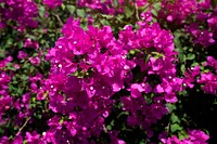 Pink bougainvillea Real Flower