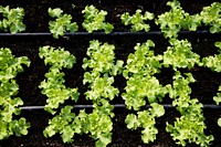 Growing baby plant in the garden