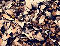 Brown dried leaf texture seasonal